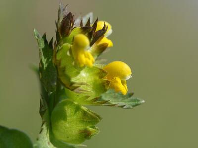 rhinanthus minor ssp minor detail