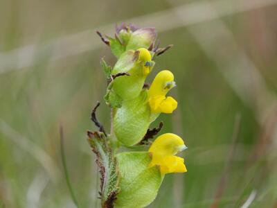 rhinanthus minor ssp stenophyllus