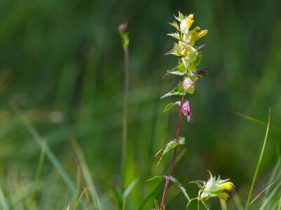 rhinanthus osiliensis