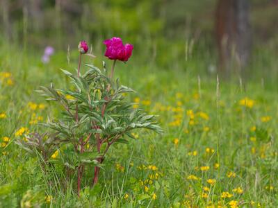 paeonia officinalis