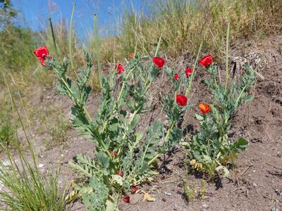 glaucium corniculatum