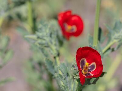 glaucium corniculatum detail