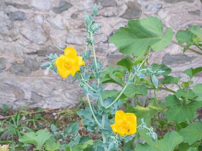 glaucium flavum