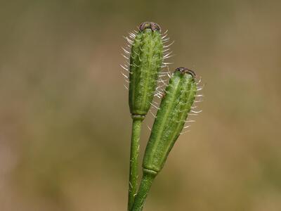 papaver argemone unreife frucht