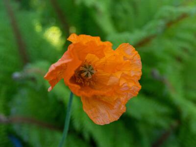 papaver atlanticum