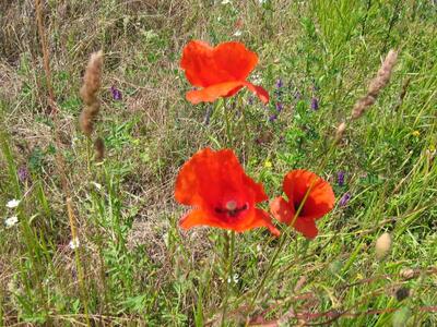 papaver rhoeas