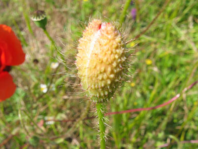 papaver rhoeas kelch