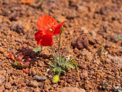 papaver rhoeas ssp strigosum