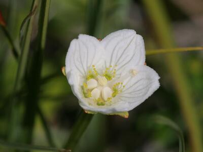 parnassia palustris