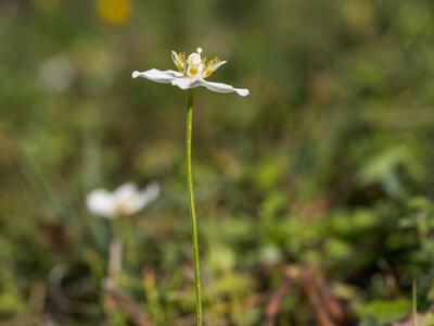 parnassia palustris habitus