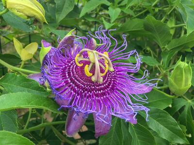 passiflora caerulea