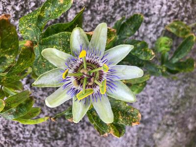 passiflora caerulea weiss