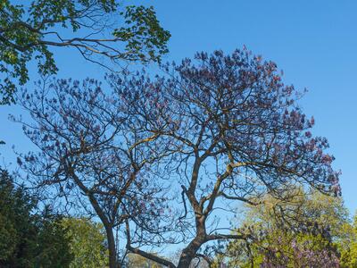 paulownia tomentosa