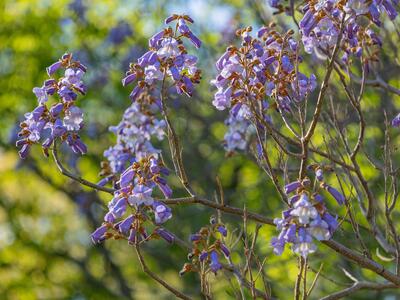 paulownia tomentosa detail