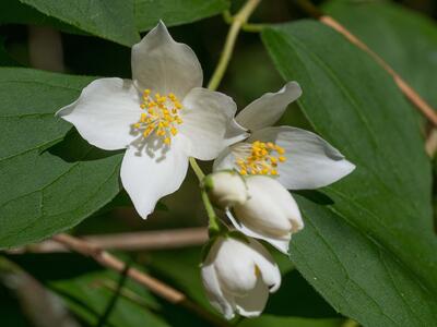 philadelphus coronarius