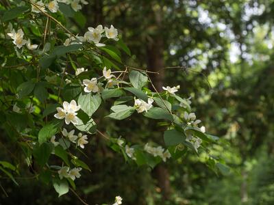 philadelphus coronarius habitus