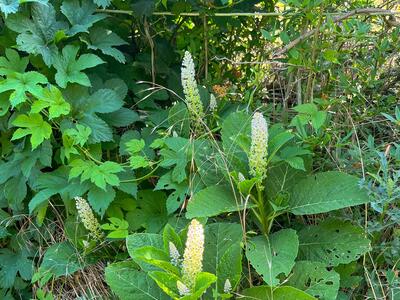 phytolacca acinosa