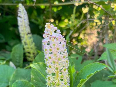 phytolacca acinosa detail