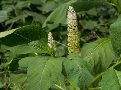 phytolacca esculenta