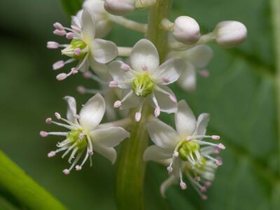 phytolacca esculenta bluete