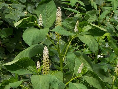 phytolacca esculenta habitus