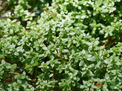 callitriche cophocarpa