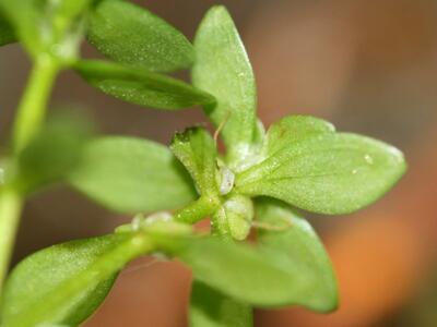 callitriche cophocarpa klausen