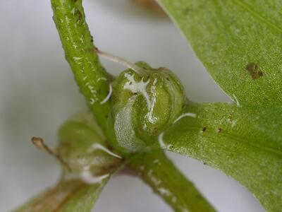 callitriche platycarpa