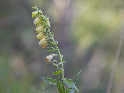 digitalis grandiflora