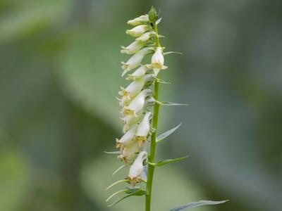 digitalis lutea detail