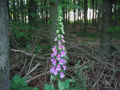 digitalis purpurea