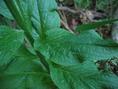 digitalis purpurea blatt