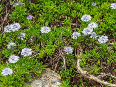 globularia repens