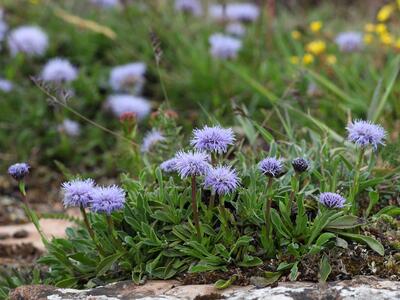 globularia vulgaris