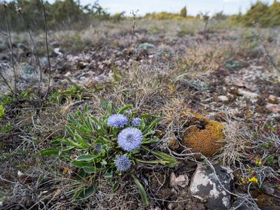 globularia vulgaris habitus