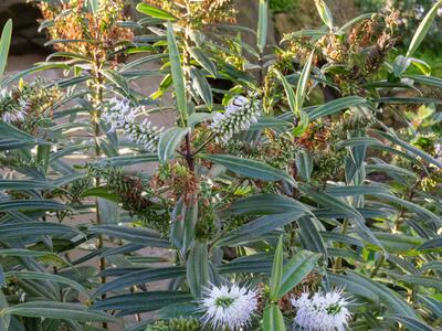 hebe corriganii