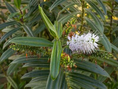 hebe corriganii detail