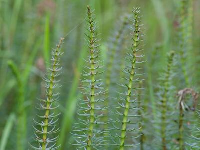 hippuris vulgaris