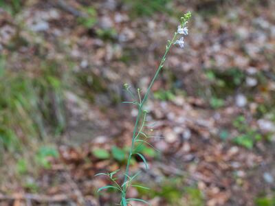linaria purpurea