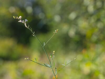 linaria repens