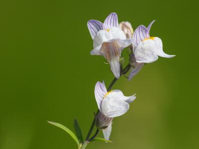 linaria repens bluete