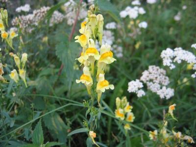 linaria vulgaris