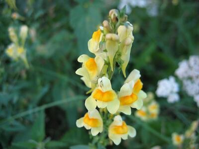 linaria vulgaris bluete