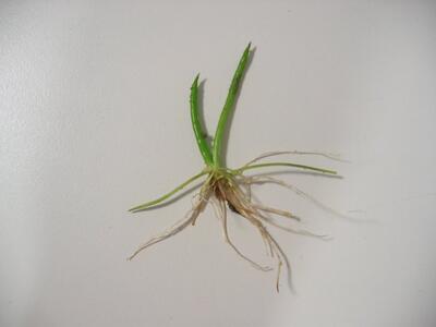 littorella uniflora