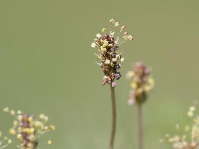 plantago alpina