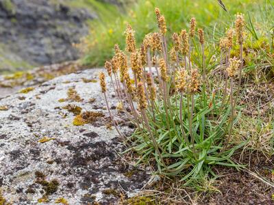plantago alpina habitus