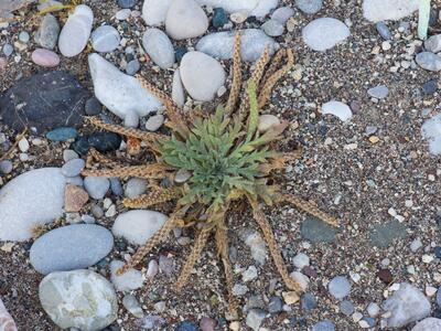 plantago coronopus ssp commutata