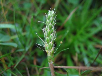 plantago coronopus ssp coronopus