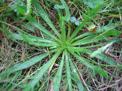 plantago coronopus ssp coronopus rosette