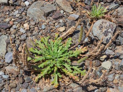 plantago coronopus ssp purpurascens